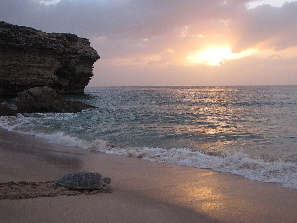 Ras Al Jinz Turtle Reserve