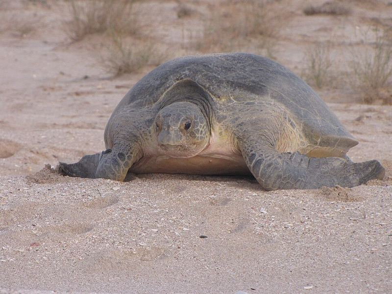 Ras Al Jinz Turtle Reserve, second view