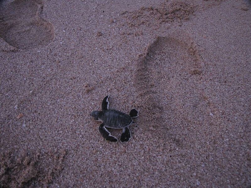 Ras Al Jinz Turtle Reserve, third view