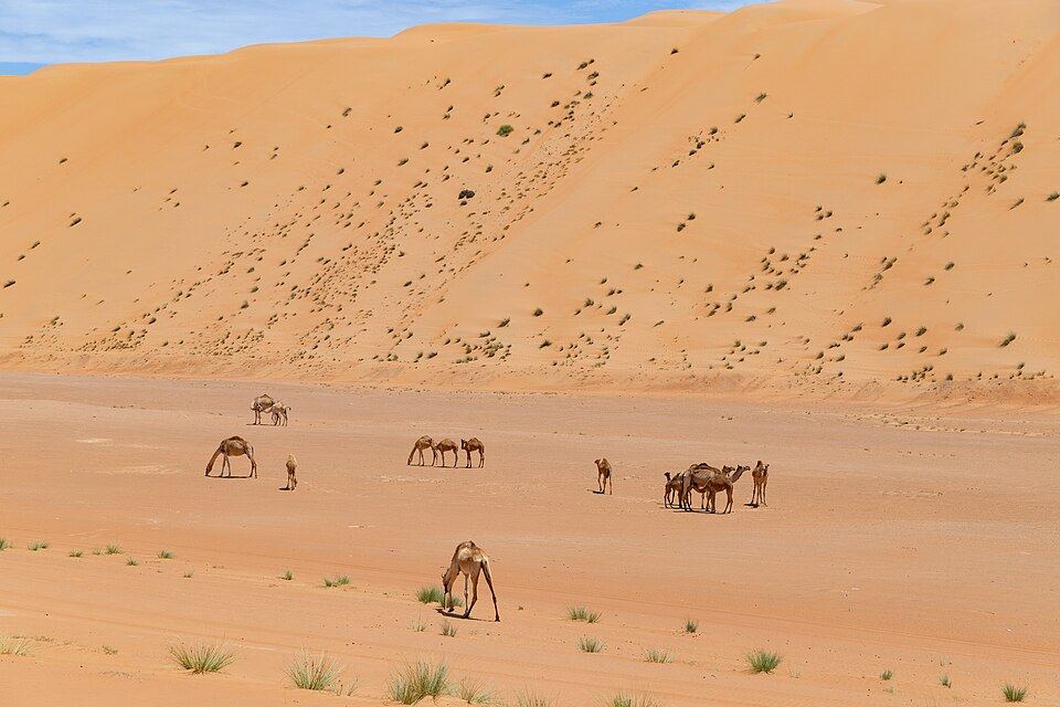 Wahiba Sands (Sharqiya Sands)