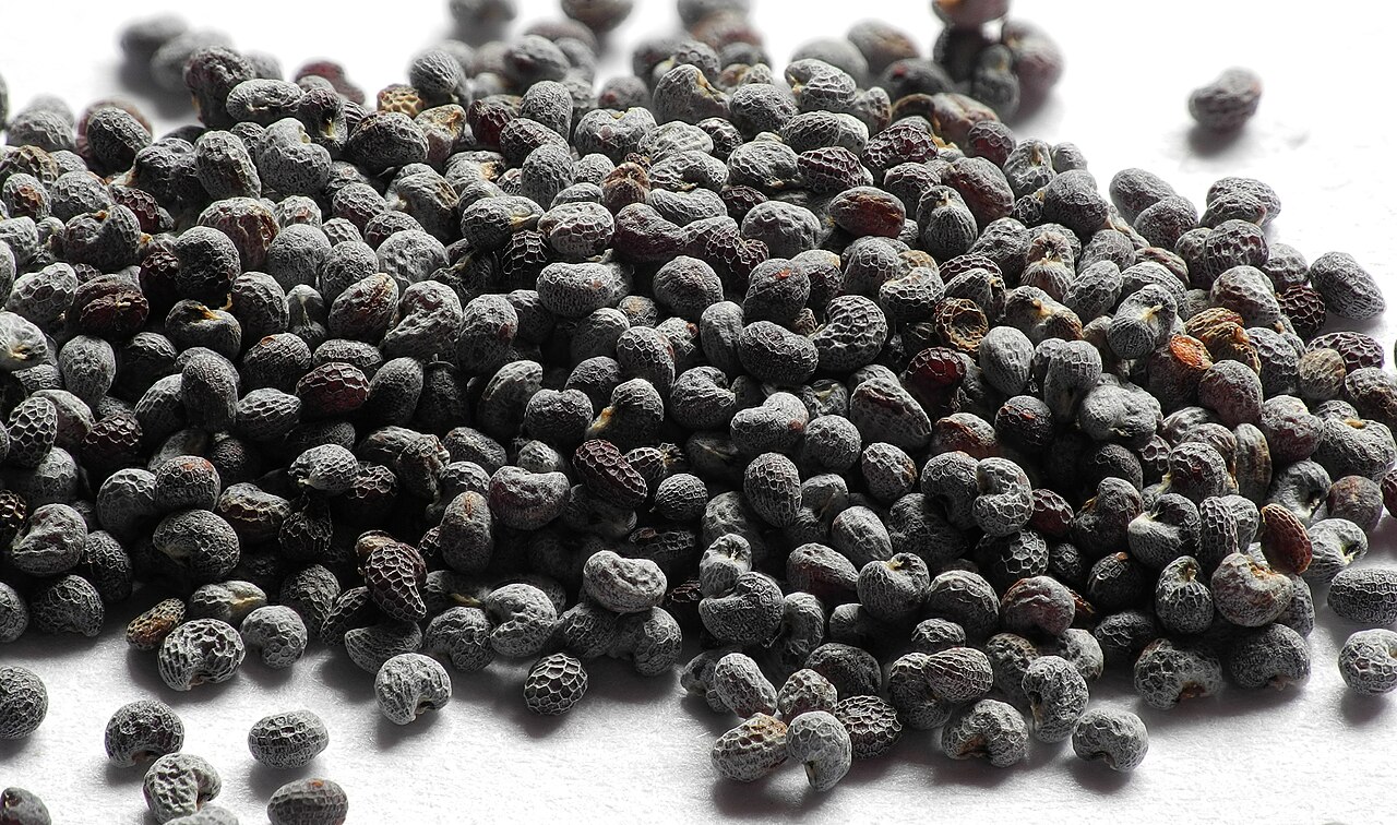 Macro photograph of a heap of dark grey-blue poppy seeds, each one showing its pitted surface texture.