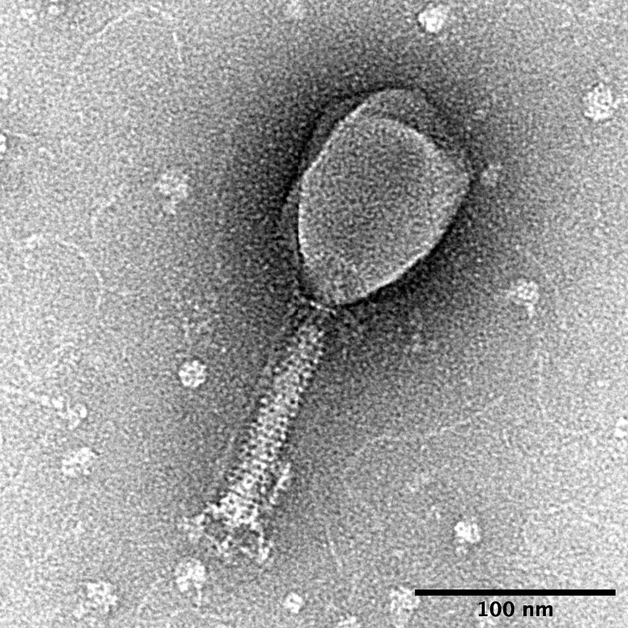 Greyscale electron micrograph of a single bacteriophage T2, showing its angular head and long tail, with a 100 nanometre scale bar.