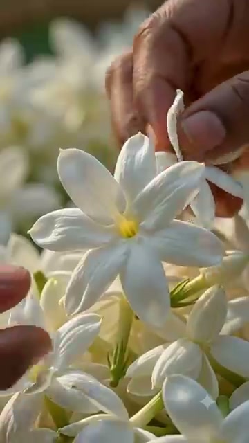 Hand picking jasmine flowers