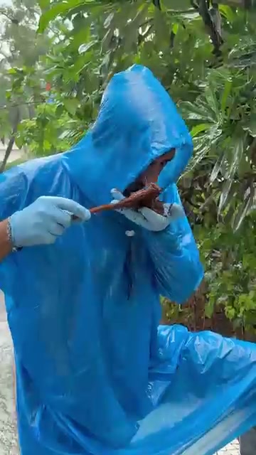 Person in a blue raincoat in monsoon greenery