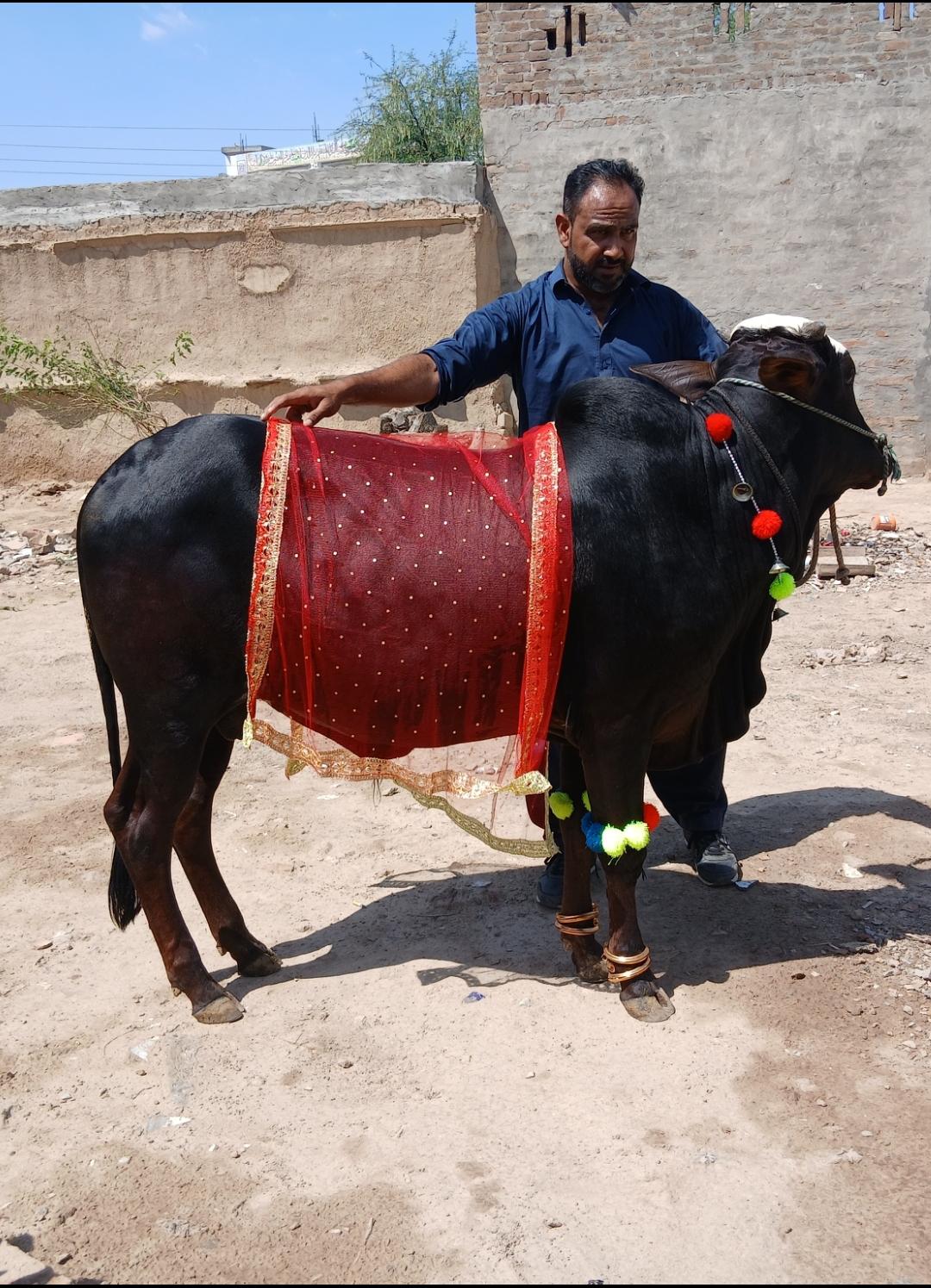 The Qurbani animal dressed and made ready before the Eid al-Adha sacrifice